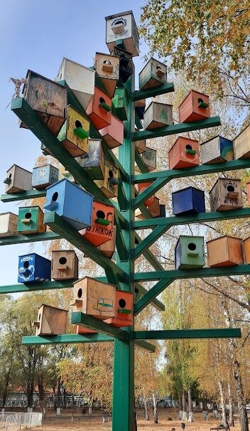 Это просто мои фотографии, не несут смысловой нагрузки к тексту. Россошь. Парк "Юбилейный", мне понравилось это птичье дерево.