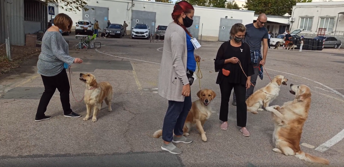 Собаки готовятся к выходу на ринг