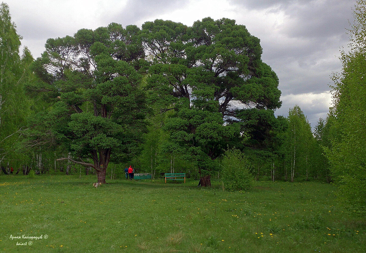 Кужановские лиственницы всегда привлекали посетителей. Фото: KAIART