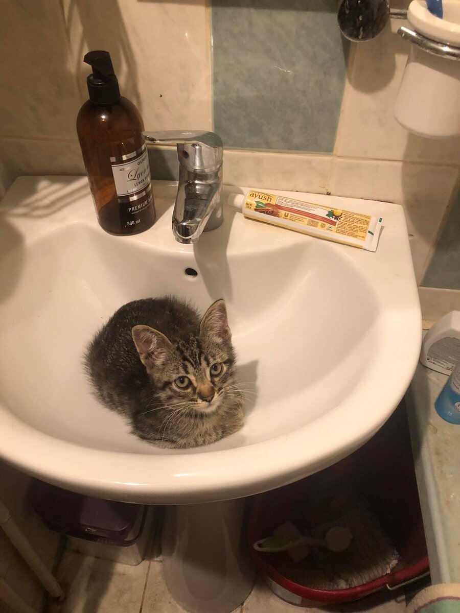 Коты - это жидкость