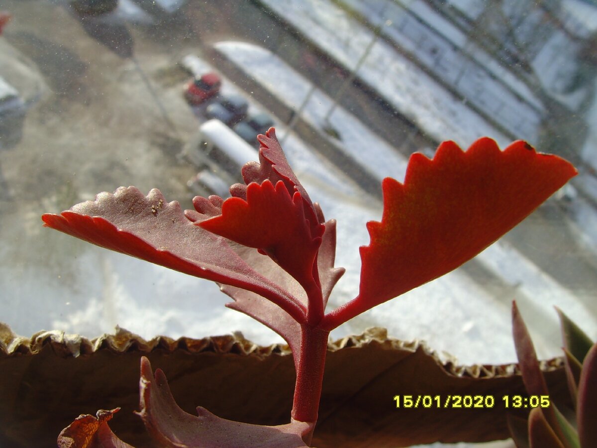 kalanchoe brachyloba