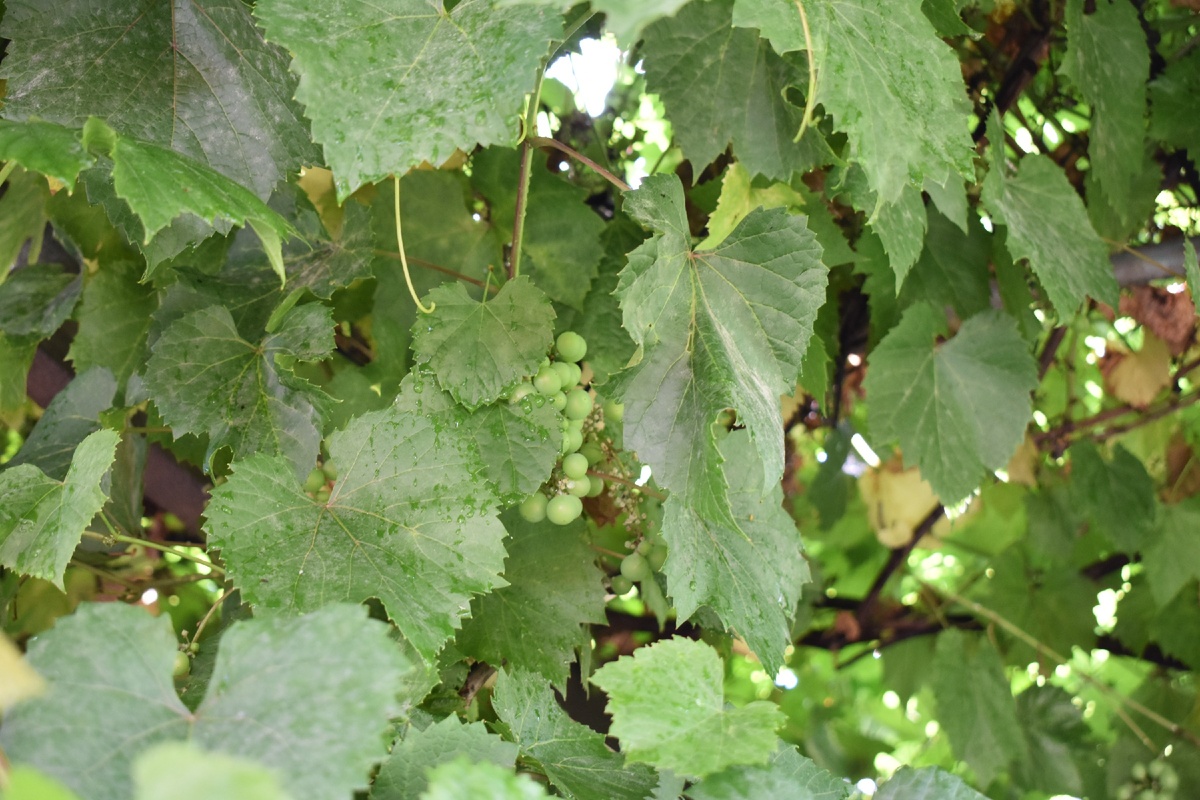 Семья Золотых Котят