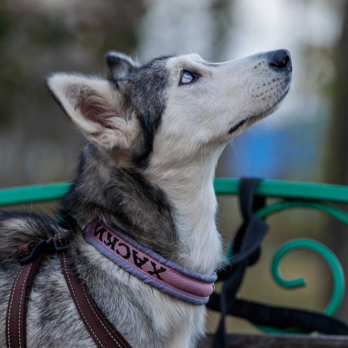 Хаски-голубые глазки. Фото автора