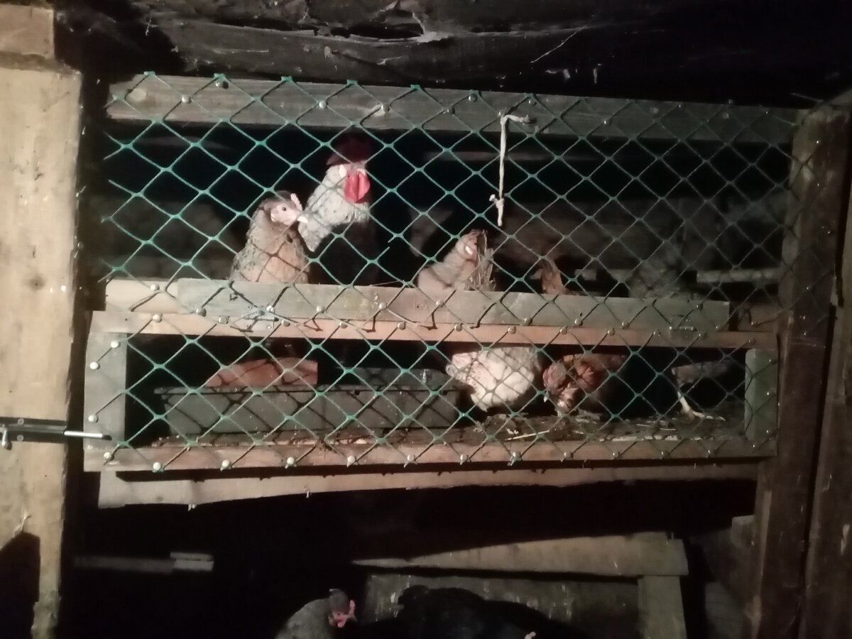 Порода наверху. Им тепло и сухо. Фото автора.