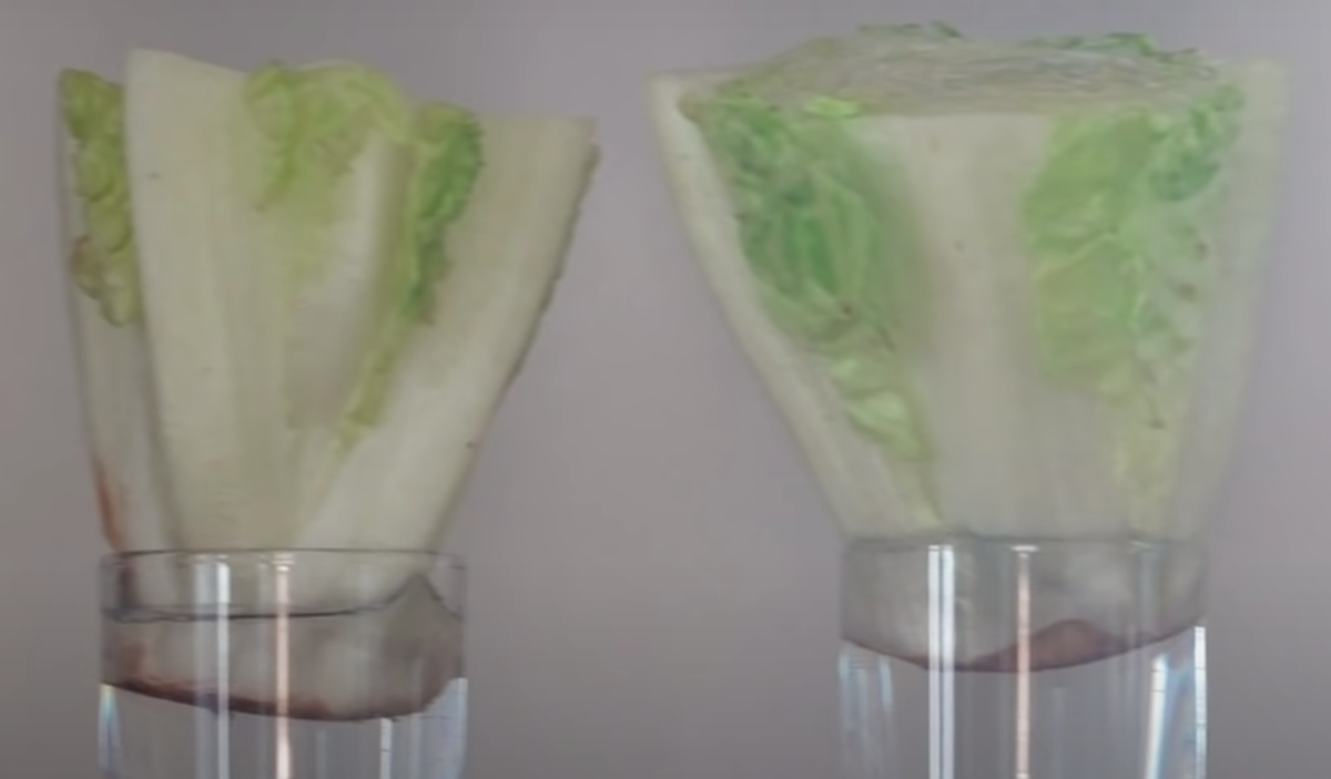 Поместить основание салата в стакан с водой.