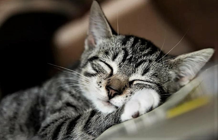 Шалуниша спит