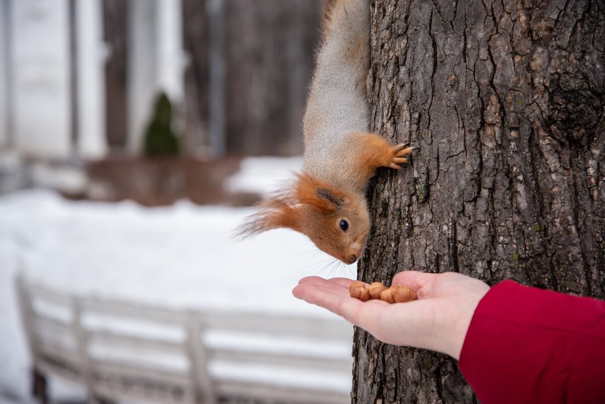 Кормить кого-то - к новостям.