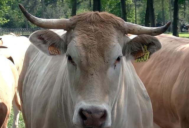 Почему у коровы нет жвачки? Причины и последствия - Хорошун