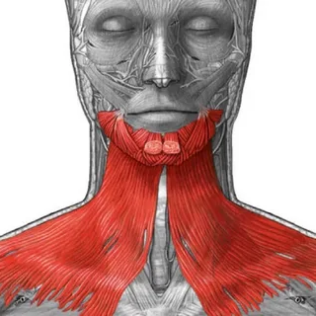 Мышцы шеи вид спереди анатомия