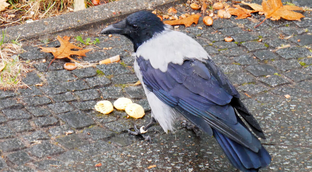 Ворона и чипсы