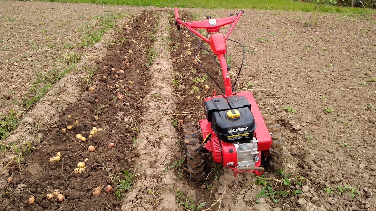 копка картошки мотоблоком. копка мотоблоком. культиватор гринворкс 685. копка мотоблоком. копка мотоблоком.