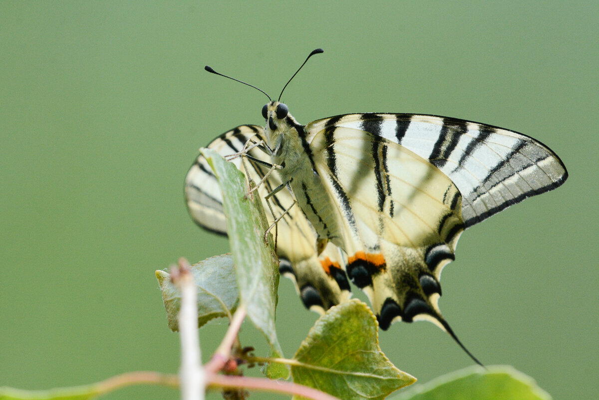 Подалирий фото. Парусник подалирий. Бабочка парусник подалирий. Подалирий фото. Бабочка парусник подалирий.