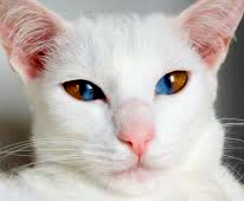 Топ 10 самых популярных пород кошек белого цвета - фото и описание | Лапа  помощи | Дзен
