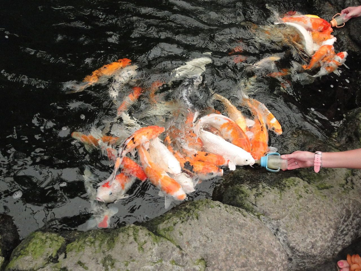 Рыба может быть животным. Рыбы пьют воду. Пьют ли рыбы воду. Рыбная тема. Рыбы с руками в Тайланде.