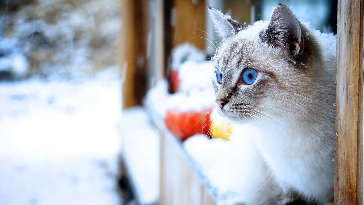 Кошка декабрь. Котик в снегу. Снежный кот. Красивая кошечка зимой. Красивый кот зимой.