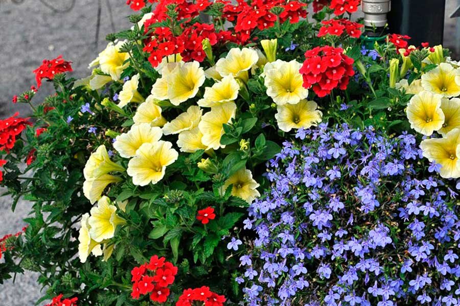 Клумба непрерывного цветения — названия и фото растений с весны до осени