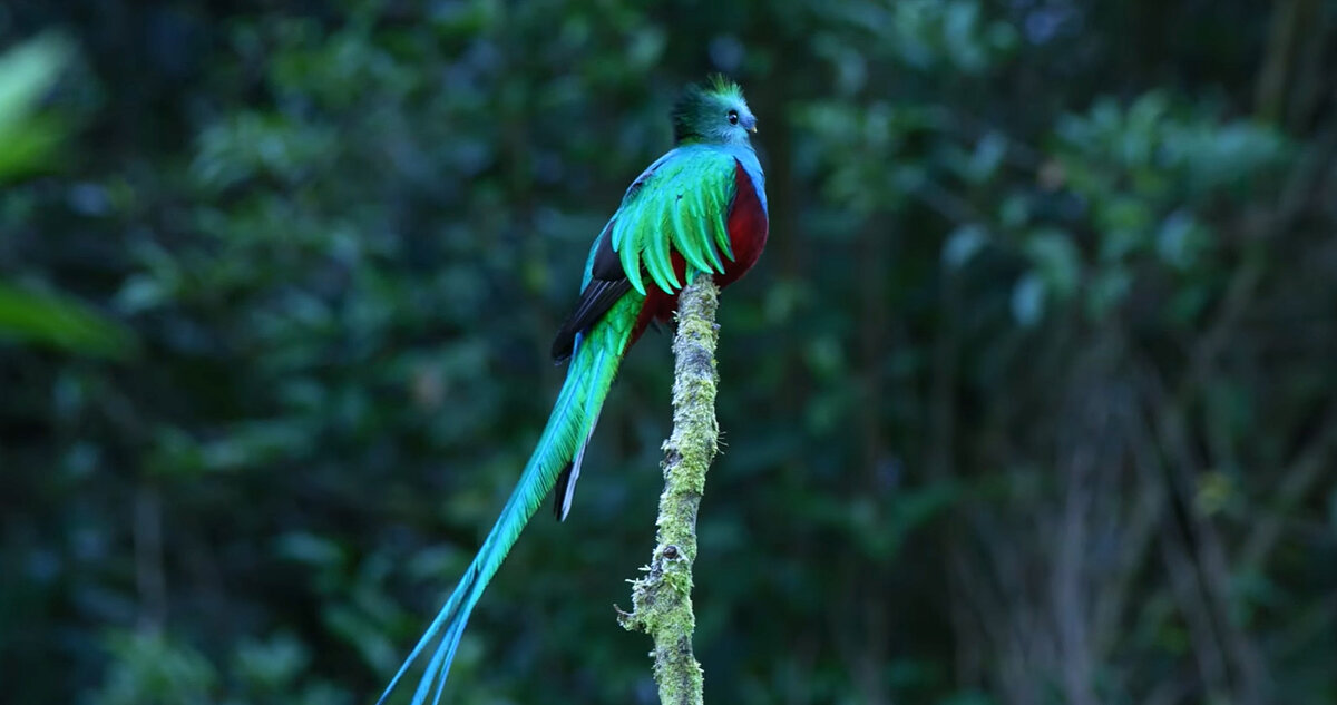 Pharomachrus mocinno