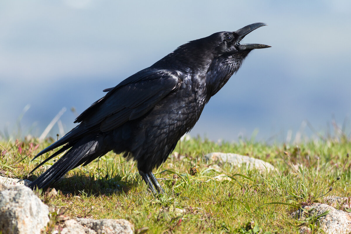 Corvus Corax птица