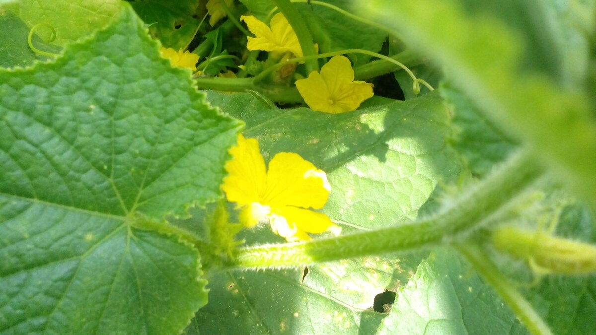 Огурцы цветут. Фото автора 