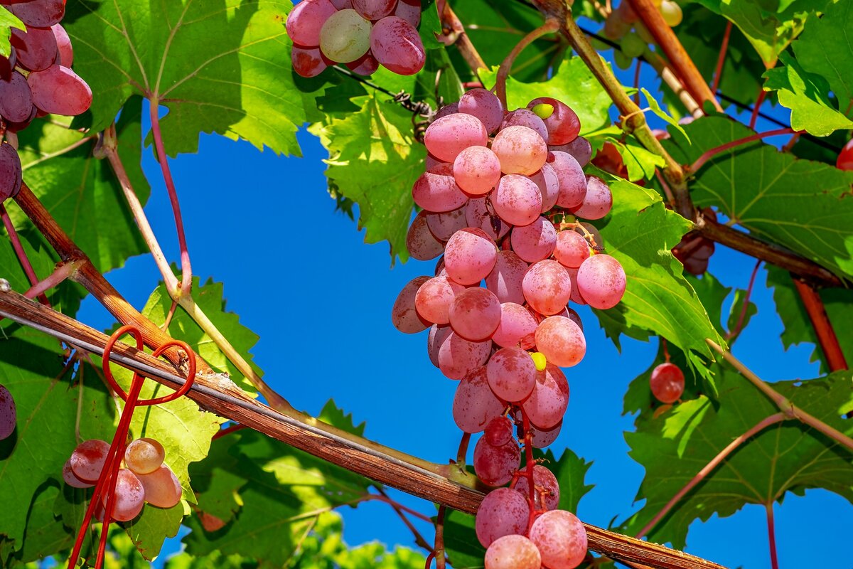 Волгоградский виноградарь поделился секретами выращивания хорошего урожая