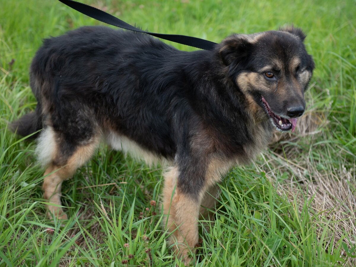 Добряк- Мишка