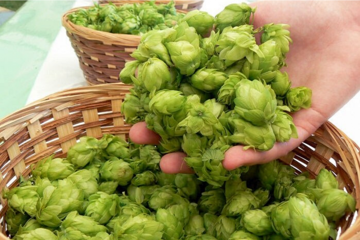 Шишки хмеля