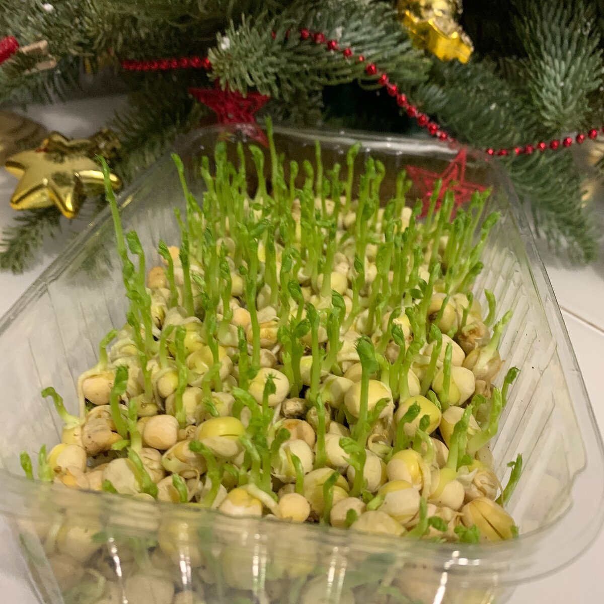 Моя микрозелень