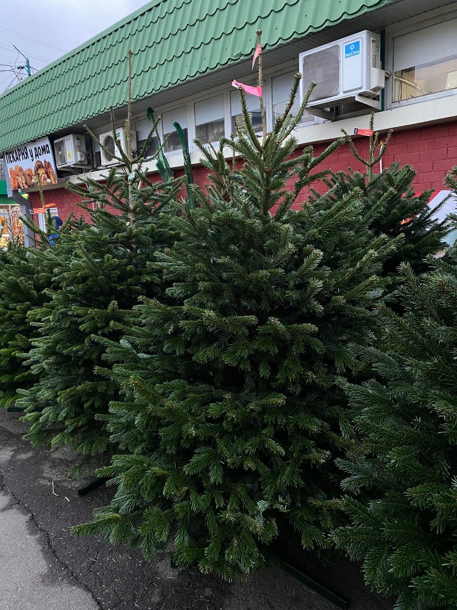 Елочки действительно очень красивые и выглядят "нарядно"