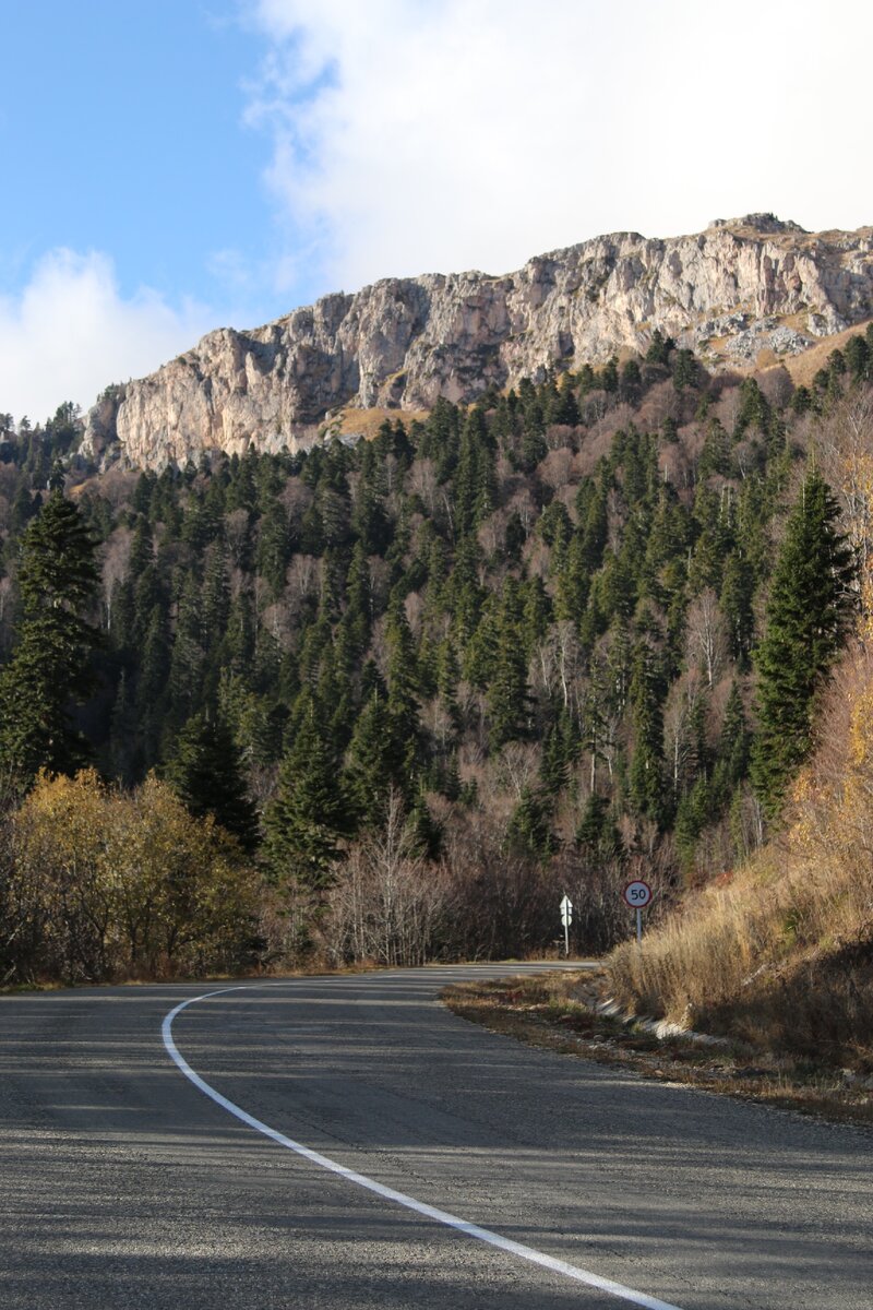 Пихтовый лес на склонах гор. Республика Адыгея
