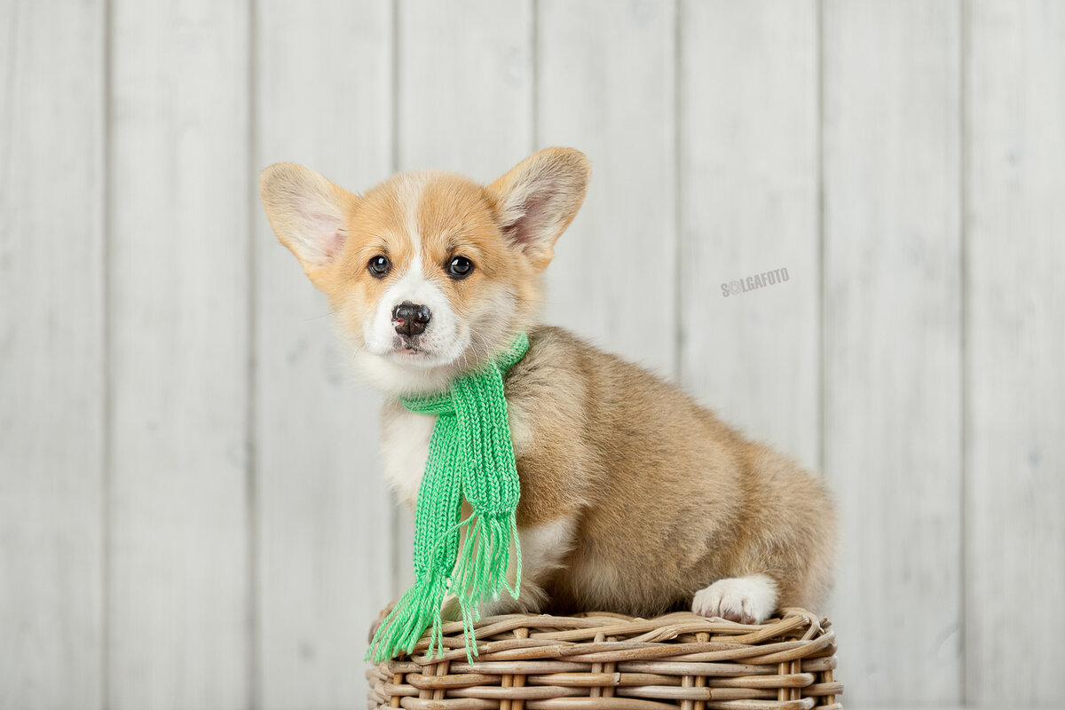 Арвид 2 месяца