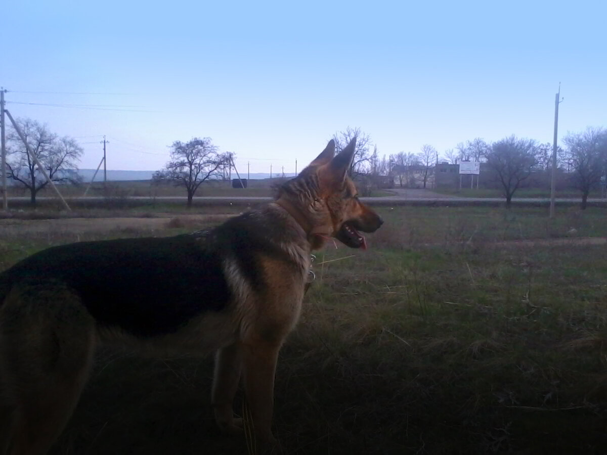 Собака Майка - фото с телефона Юльки