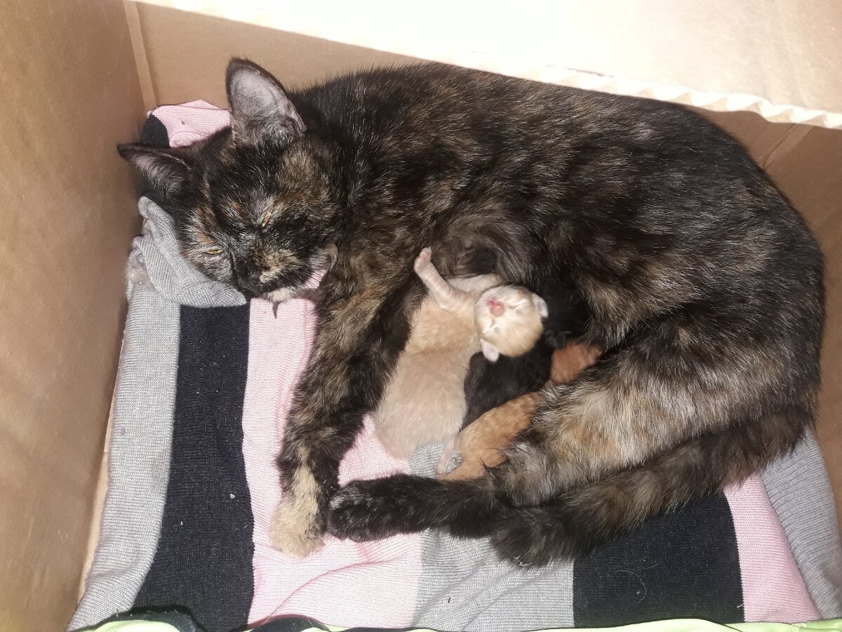 Наша молодая мама