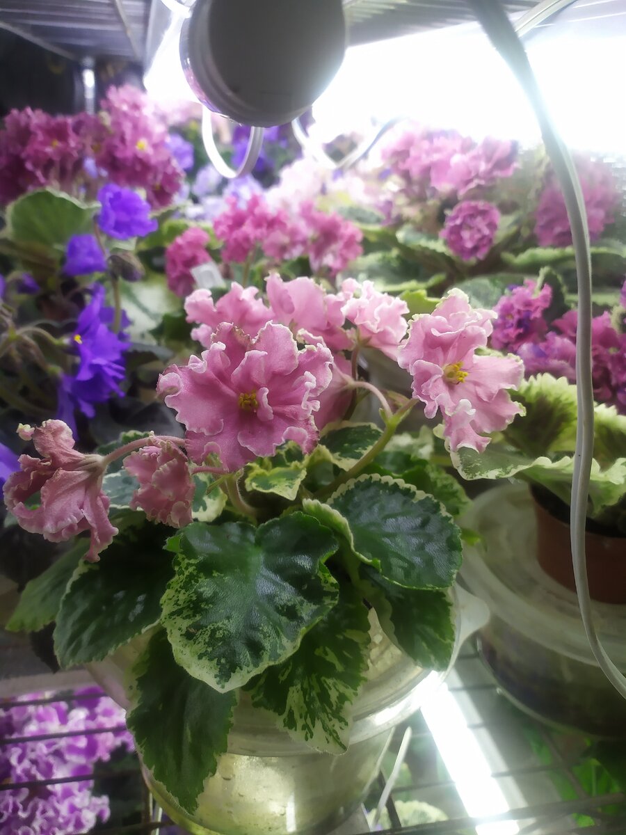 Первая ярмарка цветов, в новом 2021 году уже традиционно проходит в канун любимого праздника 8 марта. 