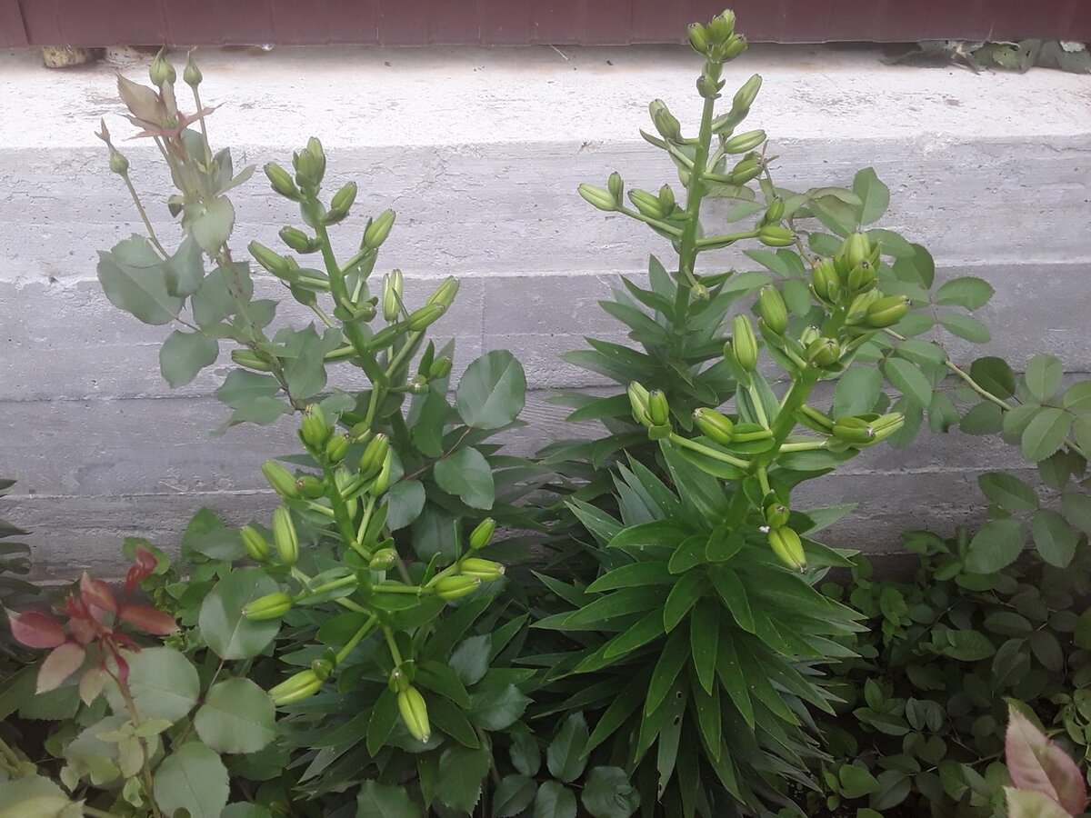 Лилия Marlene еще бутоны не окрасила, но никаких признаков фасциации не видно