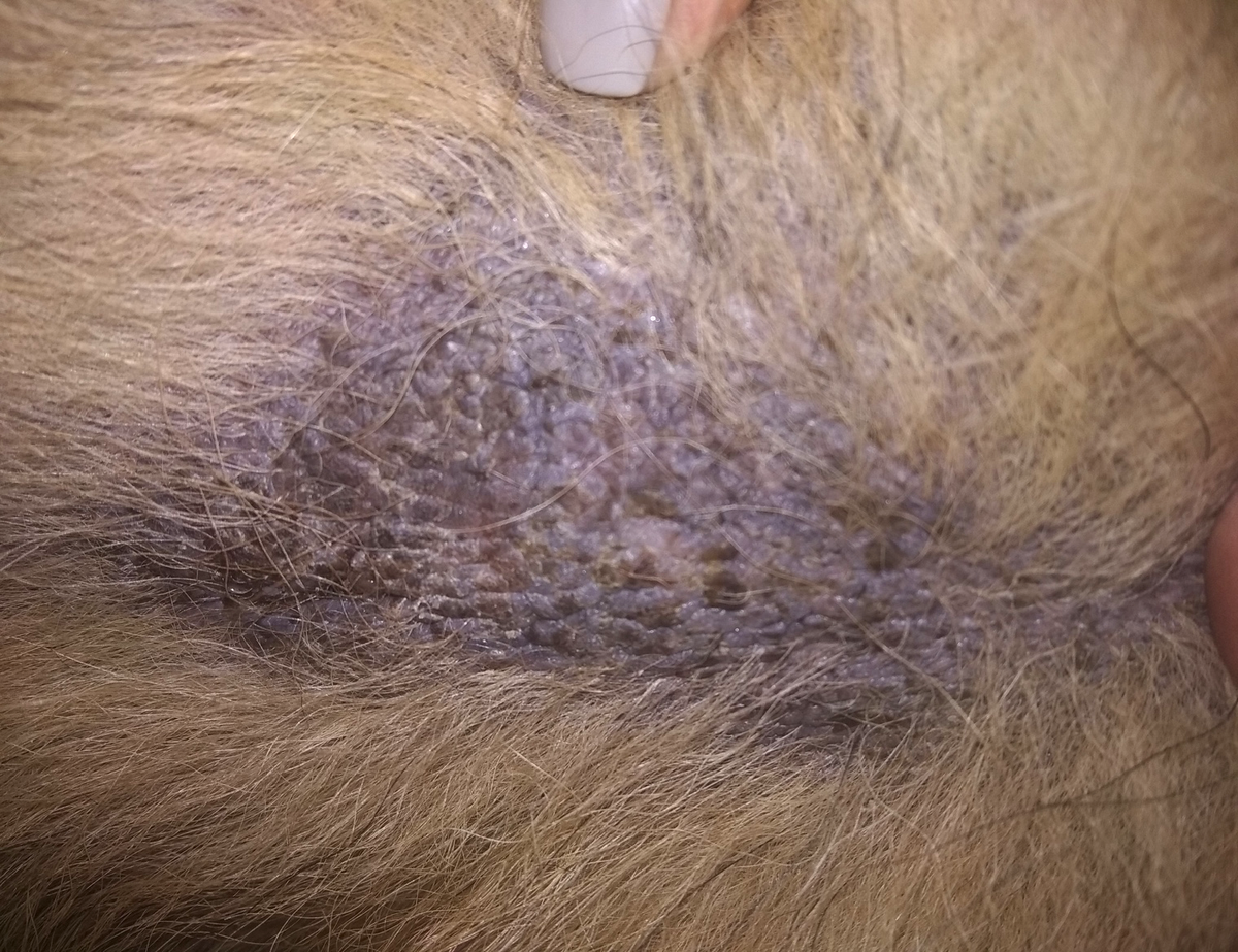 Малассезиозный дерматит собак фото 