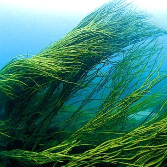 Спирулина взято из источника https://zdopro.com.ua/p70299447-spirulina-naturalnyj-goluboj.html