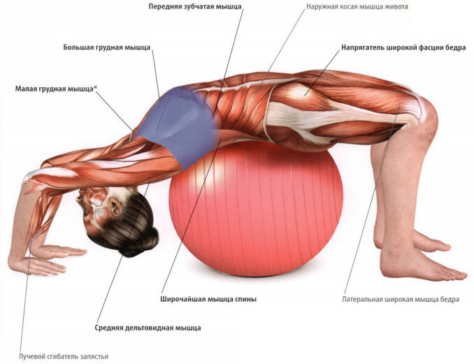 Упражнения для мышц спины в домашних условиях: 10 самых эффективных