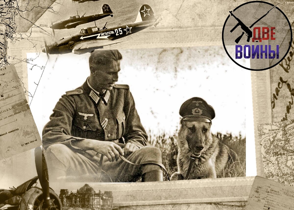 Немецкая служебная овчарка. Фото в свободном доступе.