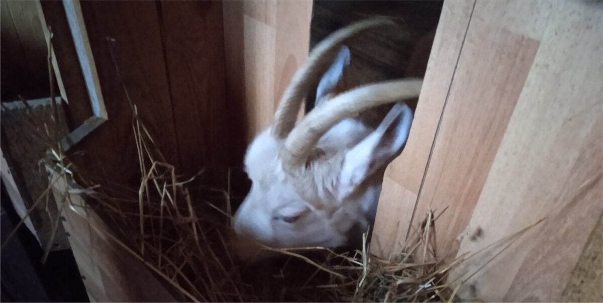 Коза рогатая. Не бодается. Фото автора