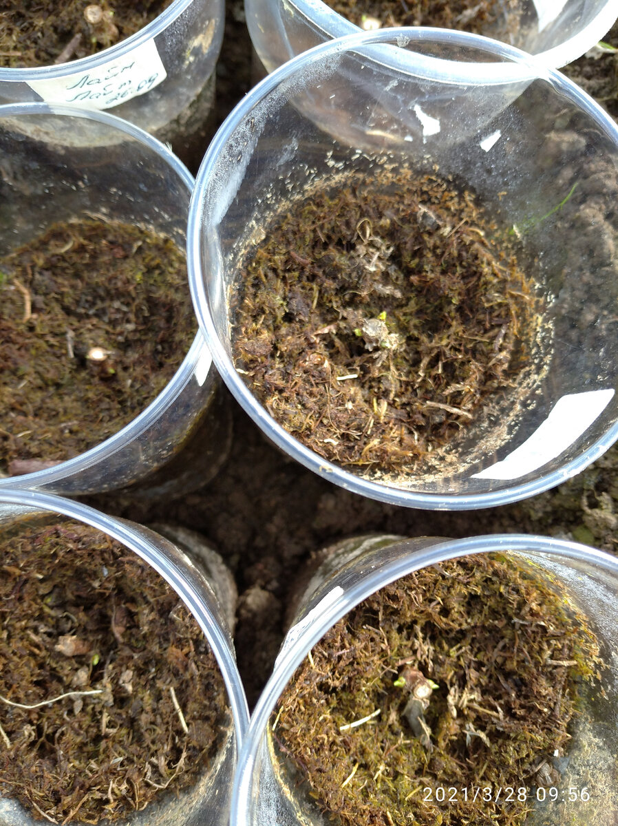 Метельчатые гортезии, зачеренкованные в сентябре.