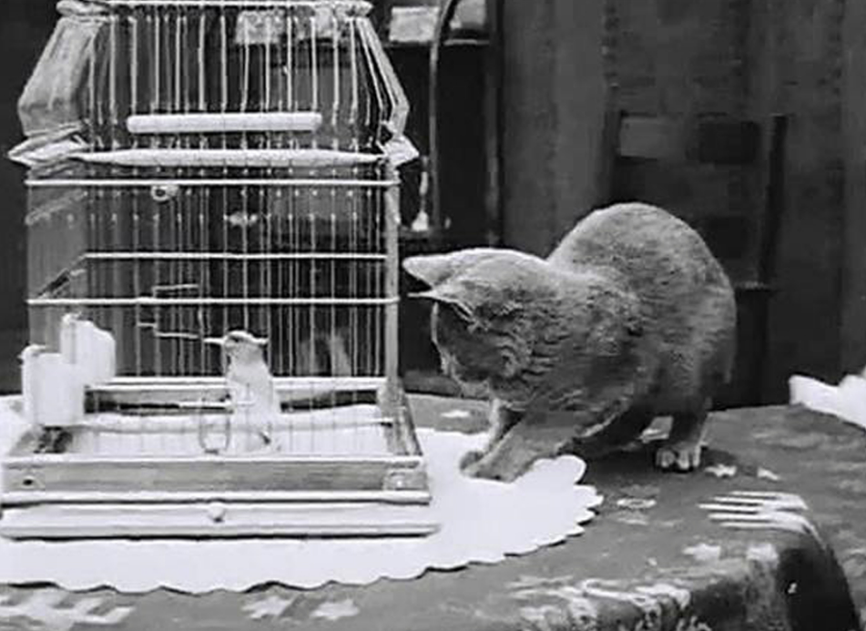 Пеппер в одном из фильмов пытается подружиться с птичками. Фото из открытых источников.