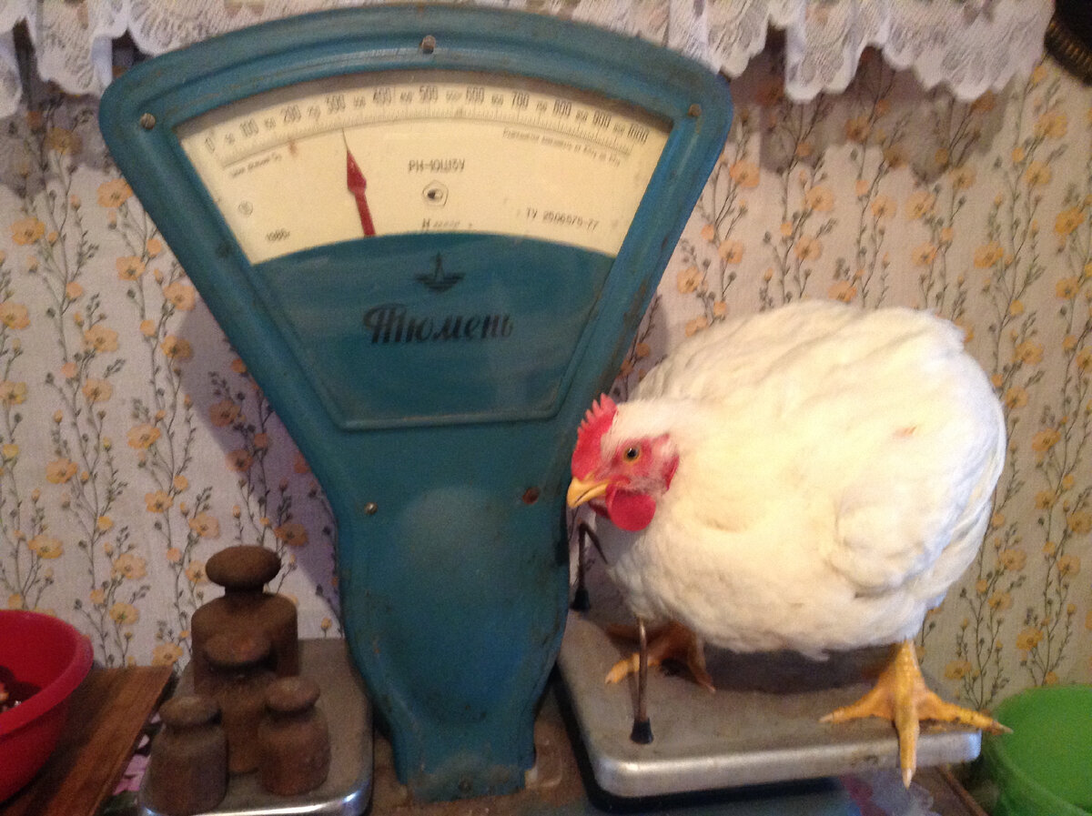 второе взвешивание