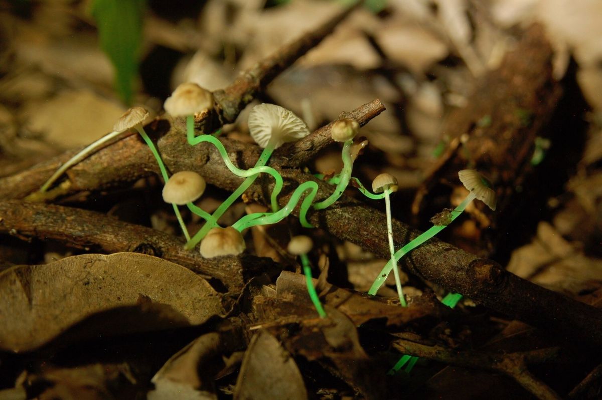 Грибы фотосинтезируют. Мицена хлорофос. Mycena LUXAETERNA. Мицена хлорофос гриб. Светящиеся грибы Mycena LUXAETERNA.