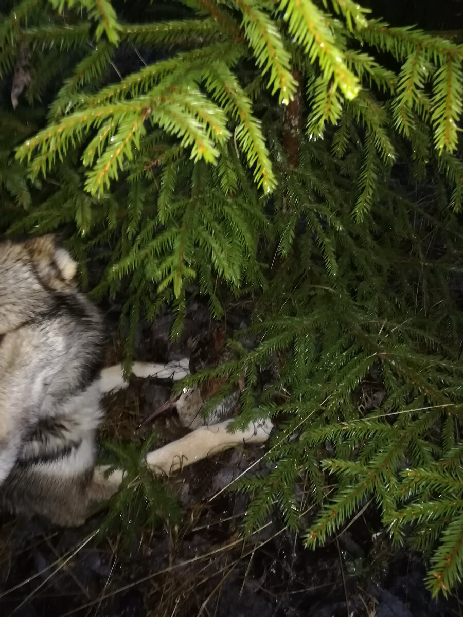"Слон и моська"