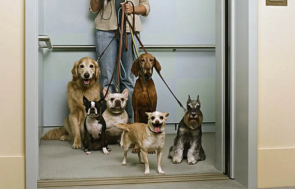 Трое в лифте, не считая собаки. Авантюрный иронический детектив. Троя в лифте и собака. Авантюрный иронический детектив. Любовь в лифте 2010.