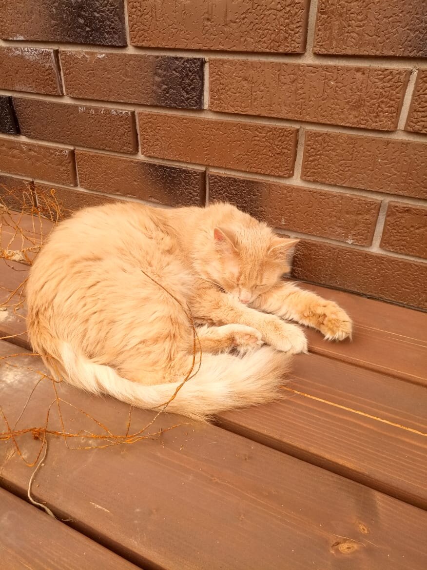 Сон - это важно, но с утра разбудить хозяина ещё важнее!