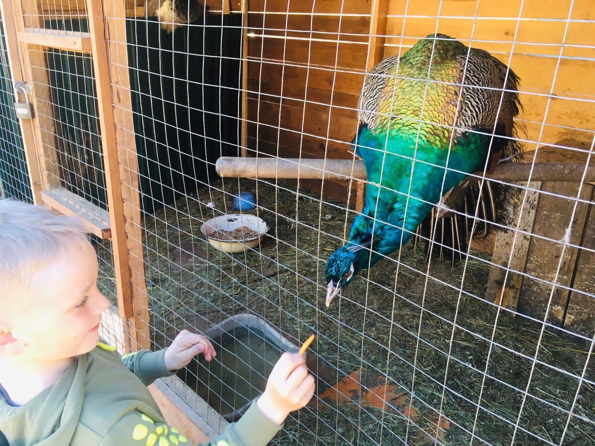 Павлины кушать тоже любят