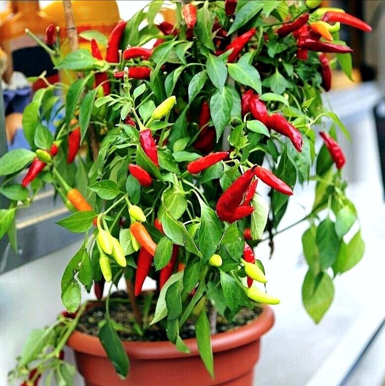 Перец Чили. 