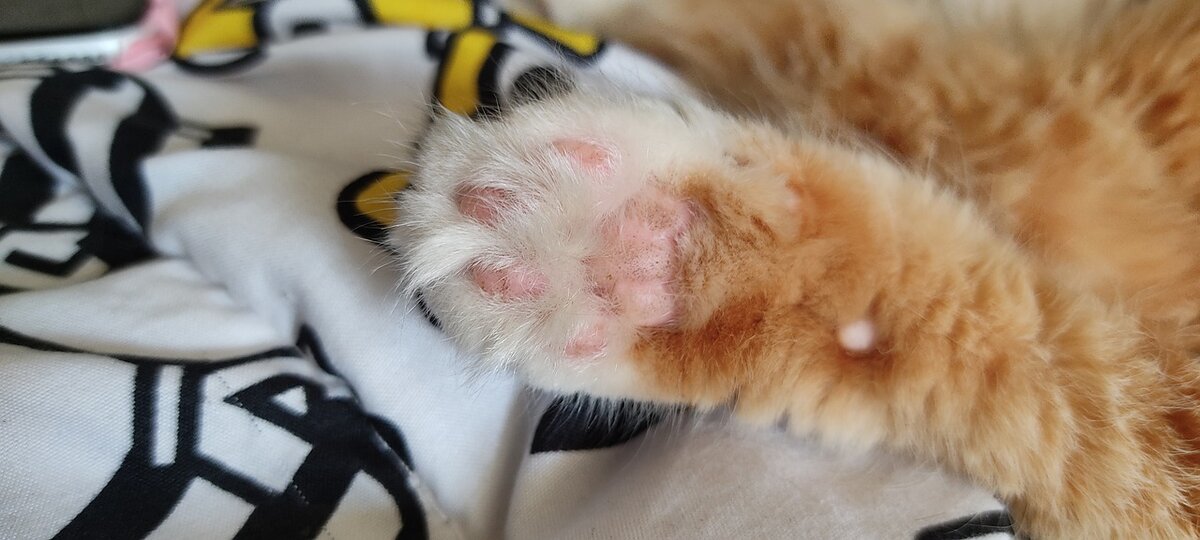 Подушечки на лапках у кошки.