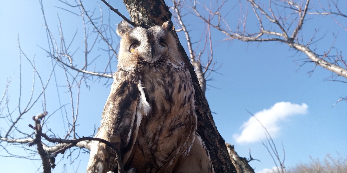 Соня в весеннем саду